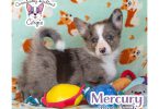6 American Corgi puppies for sale