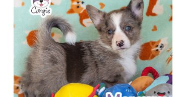 6 American Corgi puppies for sale