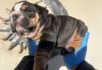 AKC English Bulldog puppies for sale