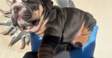 AKC English Bulldog puppies for sale