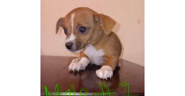 3 Chihuahua puppies