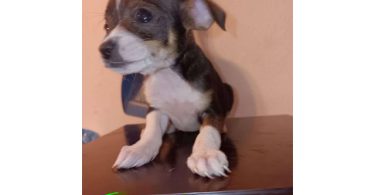 3 Chihuahua puppies