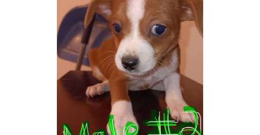3 Chihuahua puppies