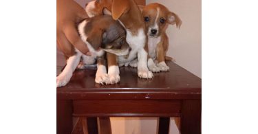 3 Chihuahua puppies