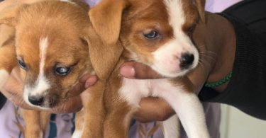 3 Chihuahua puppies