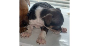 3 Chihuahua puppies