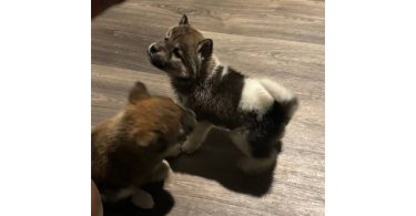 2 Huskita pups for sale