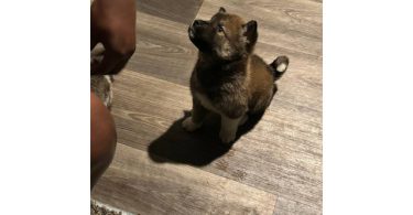 2 Huskita pups for sale