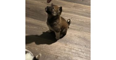 2 Huskita pups for sale