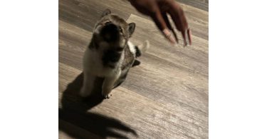 2 Huskita pups for sale