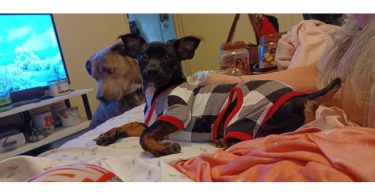 Sweet 5 months old Chiweenie puppy
