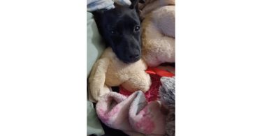 Sweet 5 months old Chiweenie puppy