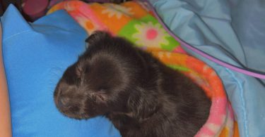 Tiny Chihuahua long-haired puppy