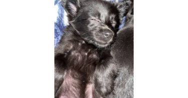 Tiny Chihuahua long-haired puppy