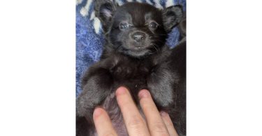 Tiny Chihuahua long-haired puppy