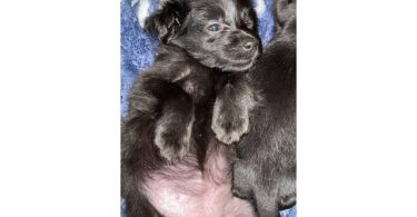 Tiny Chihuahua long-haired puppy