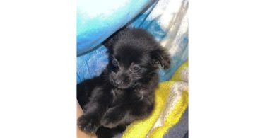 Tiny Chihuahua long-haired puppy