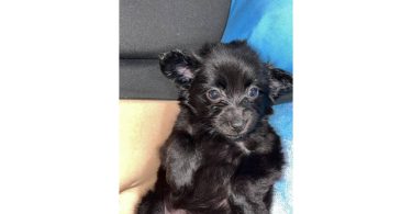 Tiny Chihuahua long-haired puppy