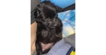Tiny Chihuahua long-haired puppy