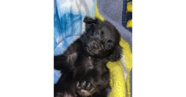 Tiny Chihuahua long-haired puppy