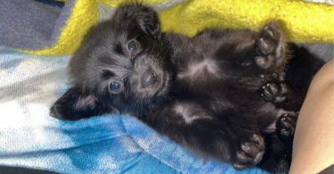 Tiny Chihuahua long-haired puppy