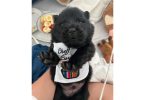 Golden and black Chow Chow puppies