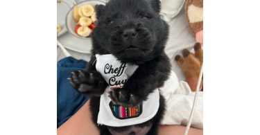 Golden and black Chow Chow puppies