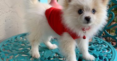 14 weeks old Shiranian puppy for sale