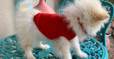 14 weeks old Shiranian puppy for sale