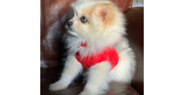 14 weeks old Shiranian puppy for sale