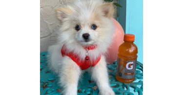 14 weeks old Shiranian puppy for sale