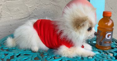 14 weeks old Shiranian puppy for sale