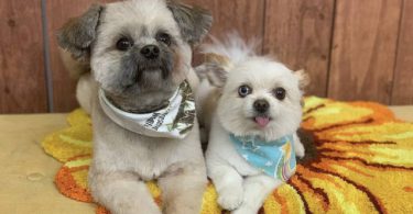 14 weeks old Shiranian puppy for sale