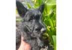 AKC Scottish terrier puppy for sale