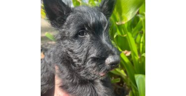AKC Scottish terrier puppy for sale