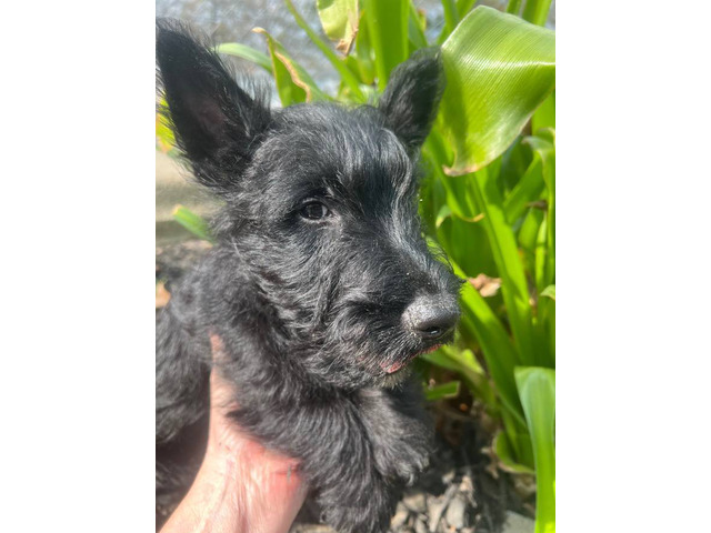 AKC Scottish terrier puppy for sale