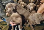 Silver Lab puppies