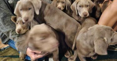 Silver Lab puppies
