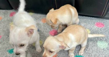 3 male baby Chiweenies