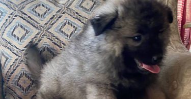 3 cuddly Keeshond puppies