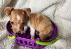 All female Rat Terriers