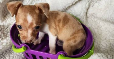 All female Rat Terriers