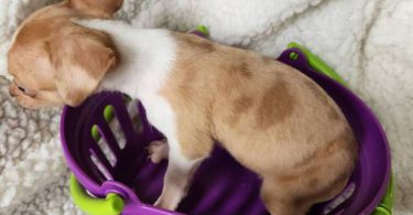 All female Rat Terriers