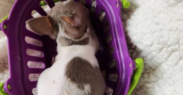 All female Rat Terriers
