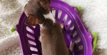 All female Rat Terriers