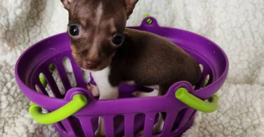 All female Rat Terriers