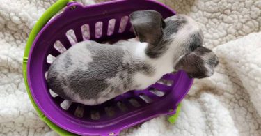 All female Rat Terriers