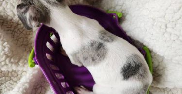 All female Rat Terriers