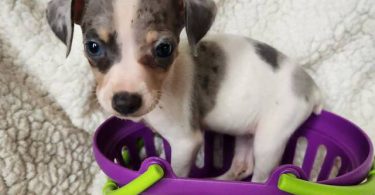 All female Rat Terriers
