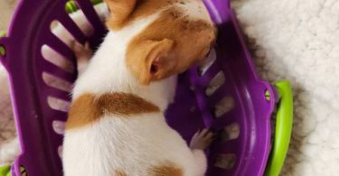 All female Rat Terriers